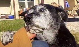 Senior dog that was dumped begs for compassion by placing a paw on a man’s arm.