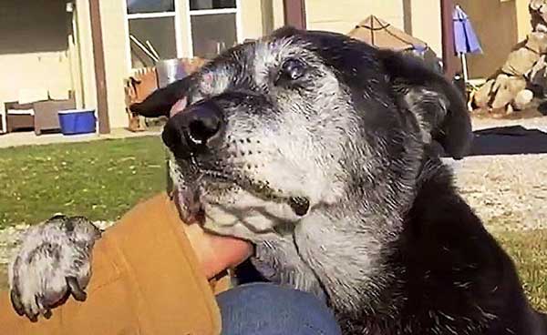 Read more about the article Senior dog that was dumped begs for compassion by placing a paw on a man’s arm.
