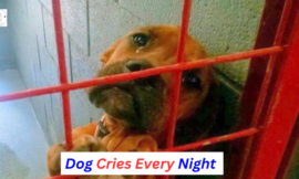 Dog Cries Every Night Since No One Wants To Adopt Her