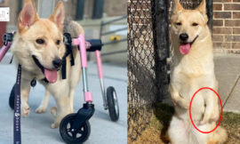 Thumbelina the Dog who was born with deformed front legs is now prepared for a home after learning to walk again.