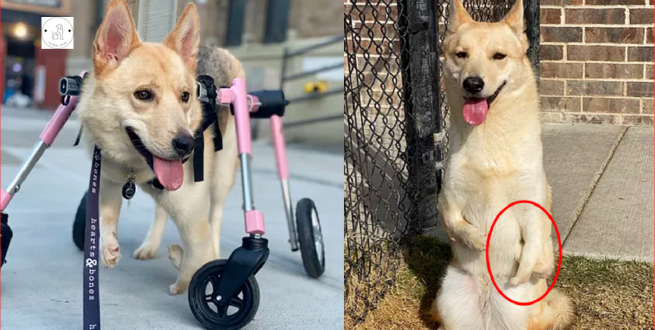 Read more about the article Thumbelina the Dog who was born with deformed front legs is now prepared for a home after learning to walk again.
