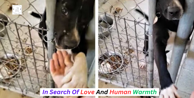 Read more about the article This dog wants to give a paw to everyone who walks by his cage as he searches for love and human warmth.