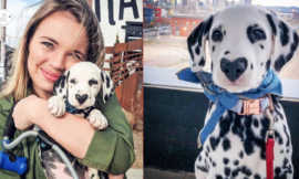 Born with a heart-shaped nose was Wiley the Dalmatian.