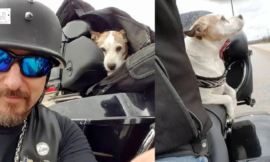 When a biker sees a man beating a dog on the highway, he rescues the dog and adopts him as his new co-pilot.