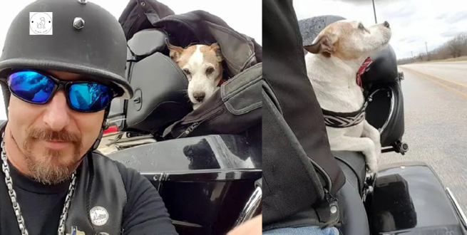Read more about the article When a biker sees a man beating a dog on the highway, he rescues the dog and adopts him as his new co-pilot.