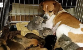Three Orphaned Kittens Dumped At A Shelter Adopted By Shelter Dog