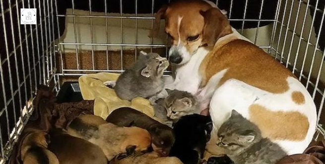 Read more about the article Three Orphaned Kittens Dumped At A Shelter Adopted By Shelter Dog