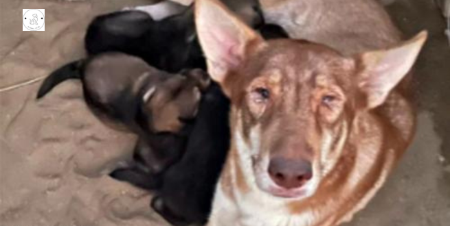Read more about the article After being abandoned in the desert, a mother dog and her six puppies are rescued.
