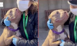 Homeless Pittie Greets Everyone In The Hope Of Being Adopted