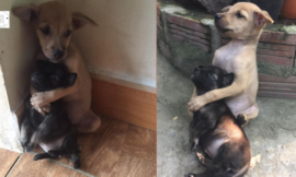 These two stray puppies have just been rescued, but they won’t stop hugging.