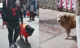 A stray dog ​​saddened by the pet parade and realizes he has no family