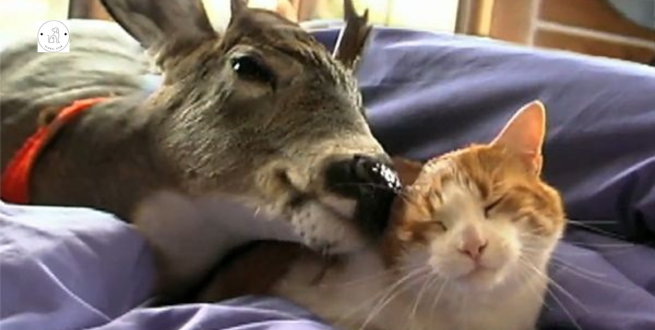 Read more about the article After being rejected by her mother the fawn finds this cute cat who is the ultimate attachment for her.