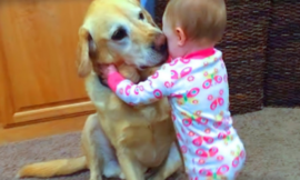 A cute dog comforted and hugged a crying boy