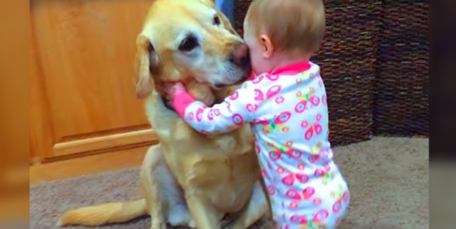 Read more about the article A cute dog comforted and hugged a crying boy