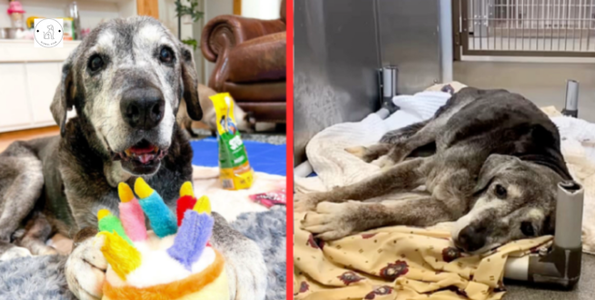 Read more about the article Sick 19-year-old lab mix dog Friends Foster admitted to Texas animal shelter and ‘spoiled her’