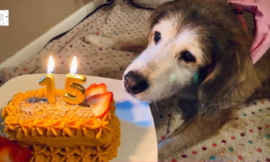 happy birthday to her! Tears ran down her dog’s face when she got her birthday cake for the first time in 15 years.