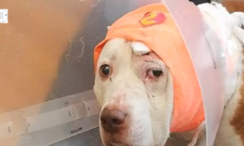 A second chance is given to deaf dogs who have been shot and homeless to protect their owners