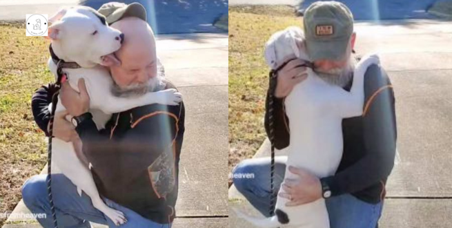 Read more about the article Overjoyed foster Pitbull can’t stop kissing and hugging his new dad!