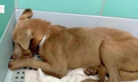 Tragic event: A terrified and completely withdrawn puppy was brought back from a foster home to a shelter.