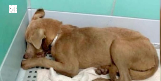 Read more about the article Tragic event: A terrified and completely withdrawn puppy was brought back from a foster home to a shelter.