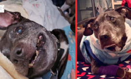 R.I.P. Frodo,, the last surviving dog rescued from Michael Vick’s dogfight ring