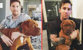 Hulk, the dog Messi received as a gift from his wife Antonella, is the most spoiled dog in the family.