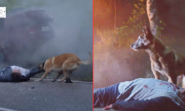 Even after being abandoned, the loyal dog returns to save its owner.