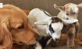 Meet The Adoptive Mother Of Rescued Baby Goats The Golden Retriever.
