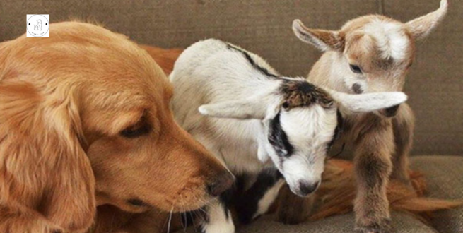 Read more about the article Meet The Adoptive Mother Of Rescued Baby Goats The Golden Retriever.