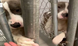 Emotional Scenes in which a lonely shelter dog reaches her paw through the bars to shake hands with everyone she meets
