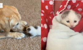 A 12-year-old dog adopts an orphaned newborn kitten