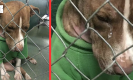 Desolate dog wore a Christmas jumper all the time pleading for a home but time was running out.