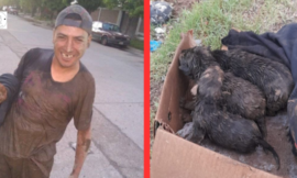 A man jumps into a tiny ditch to rescue pups.