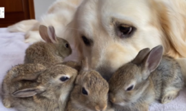 The Cutest Golden Retriever Believes He Is The Father Of Four Orphaned Bunnies
