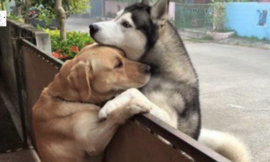 Lonely Dog Leaves His Backyard Just to Get A Hug From His Buddy