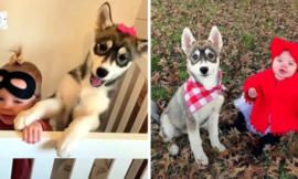 Parents Discovered A Husky Puppy In Their Baby’s Crib, But That’s Not All