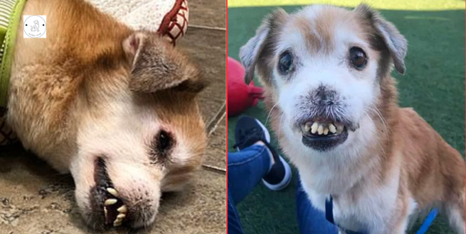Read more about the article The Sick Dog With No Nose And Broken Teeth Is Probably The World’s Most Miserable Dog.