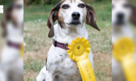 The family can’t stop smiling when their missing dog comes home with a medal from a dog show.