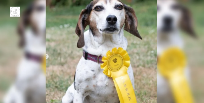 Read more about the article The family can’t stop smiling when their missing dog comes home with a medal from a dog show.