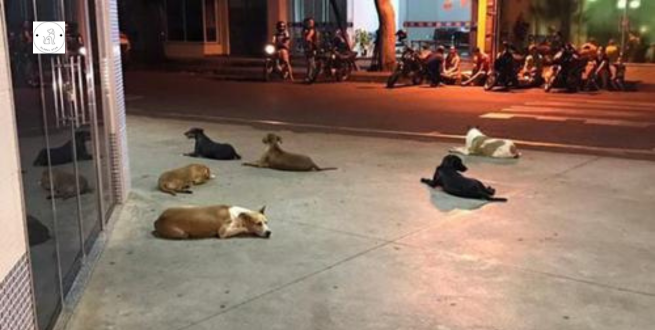 Read more about the article Six dedicated dogs pursue an ambulance and spend 24 hours waiting for their homeless owner outside a hospital.
