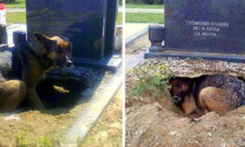 A dog digs a large hole under a grave although it is not for any deceased owner.