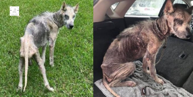 Read more about the article Husky is critically emaciated and the procedure of assisting the dog in changing his skin is underway.