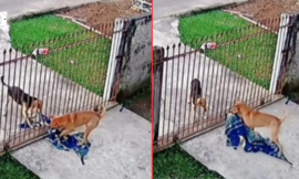 A lovely scene.A Cute Situation A Dog Gives A Stray Dog His Blanket