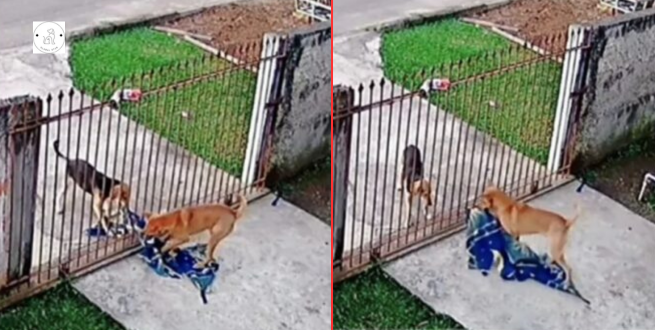 Read more about the article A lovely scene.A Cute Situation A Dog Gives A Stray Dog His Blanket