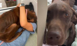 After being rescued, a stranded dog gives his rescuer the biggest hug.