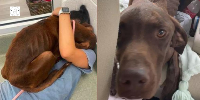 Read more about the article After being rescued, a stranded dog gives his rescuer the biggest hug.