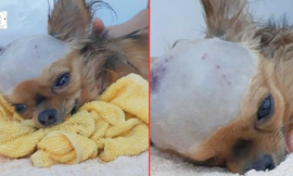 Despite his body shutting down, a shattered dog struck in the head wants to live.