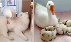 Gentle Goose loves her best friend’s puppies as if they were her own children.
