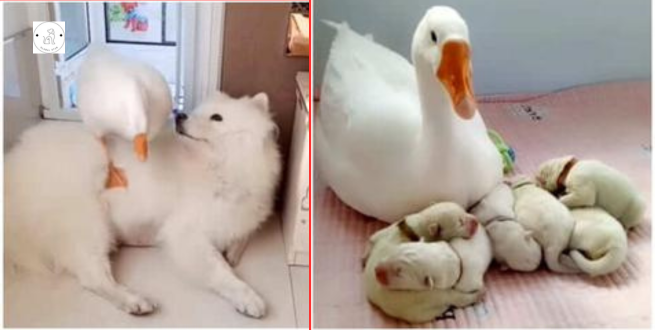 Read more about the article Gentle Goose loves her best friend’s puppies as if they were her own children.