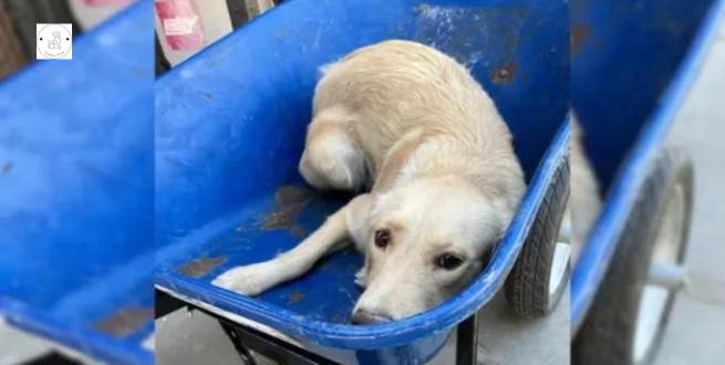 Read more about the article The dog that was being put down in a wheelbarrow is rescued.